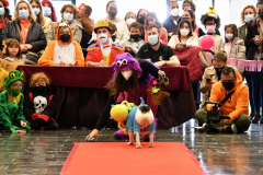 carnaval-miguelturra-dejando-huella-2022