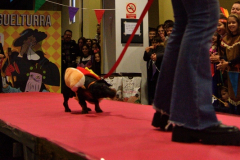 carnaval-miguelturra-mascotas-2024