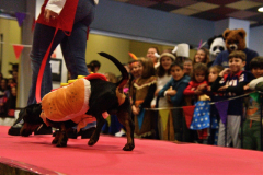 carnaval-miguelturra-mascotas-2024