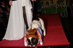 carnaval-miguelturra-mascotas-2024