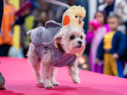 carnival-miguelturra-pets-2025