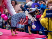 carnival-miguelturra-pets-2025