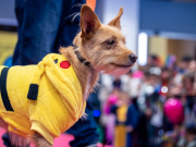 carnival-miguelturra-pets-2025