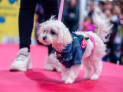 carnival-miguelturra-pets-2025