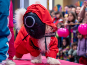 carnival-miguelturra-pets-2025