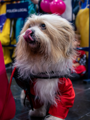 carnival-miguelturra-pets-2025