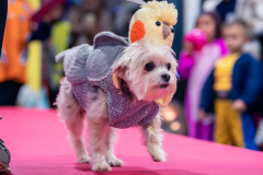 carnaval-miguelturra-mascotas-2025