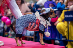 carnaval-miguelturra-mascotas-2025