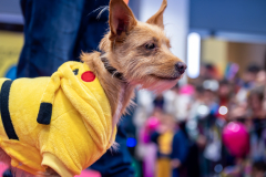 carnaval-miguelturra-mascotas-2025