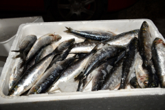 carnival-miguelturra-burial-sardine-2023