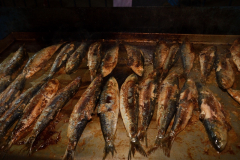 carnival-miguelturra-burial-sardine-2024