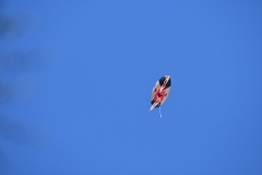 carnival-miguelturra-frying-pan-fruit